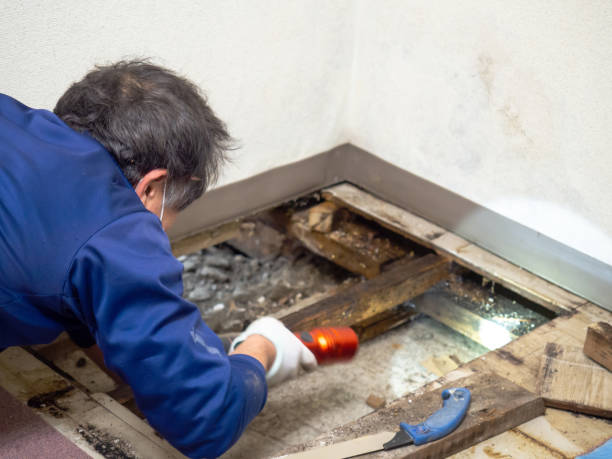 Best Basement Mold Remediation in Point Of Rocks, MD