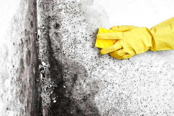 Health and Safety Mold Remediation