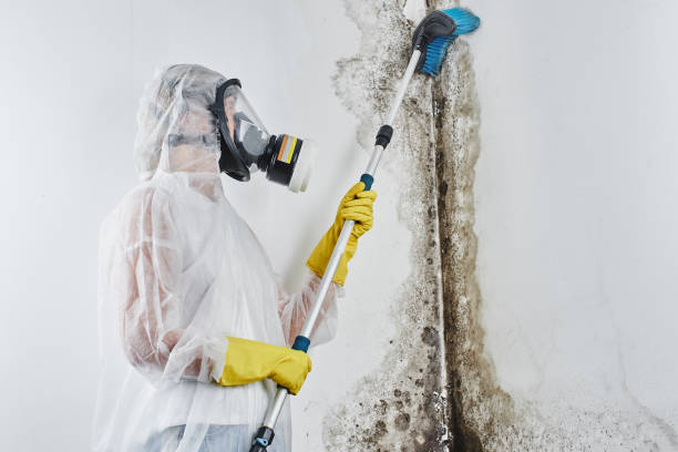 Best Mold Testing and Inspection Services in Point Of Rocks, MD