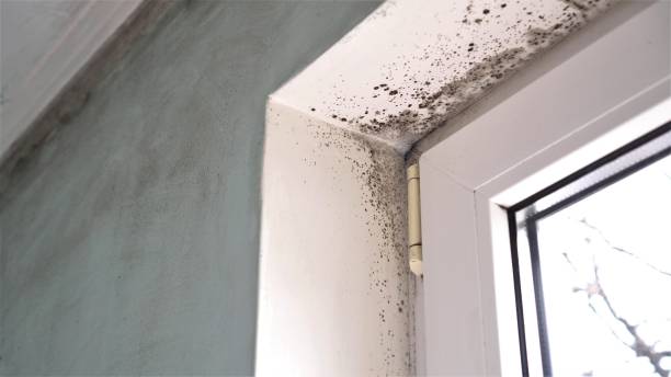 Best Mold Testing and Inspection Services in Point Of Rocks, MD