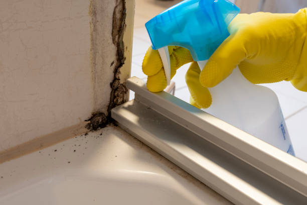 Best Attic Mold Remediation in Point Of Rocks, MD