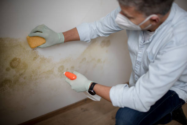 Best Basement Mold Remediation in Point Of Rocks, MD