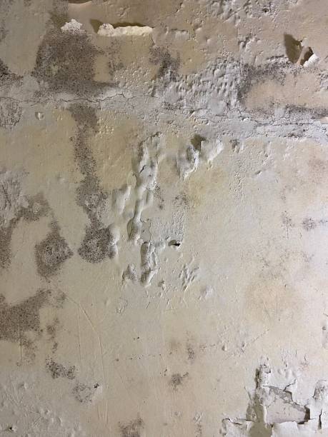 Best Localized Mold Remediation (e.g., coastal areas, humid climates) in Point Of Rocks, MD
