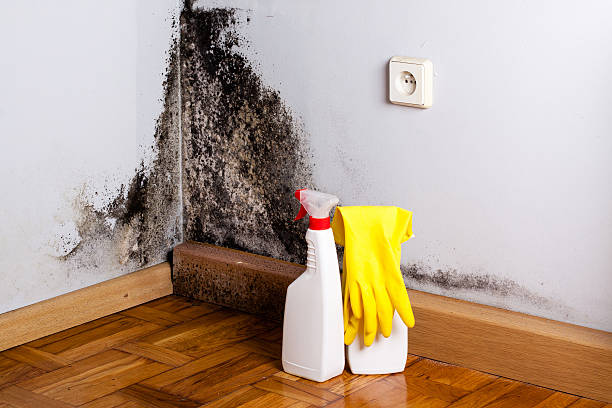 Best Post-Flood Mold Remediation in Point Of Rocks, MD